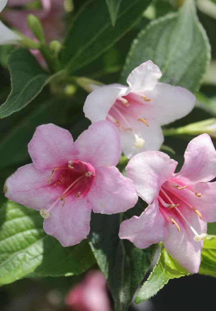 саженцы Вейгела цветущая Red Prince