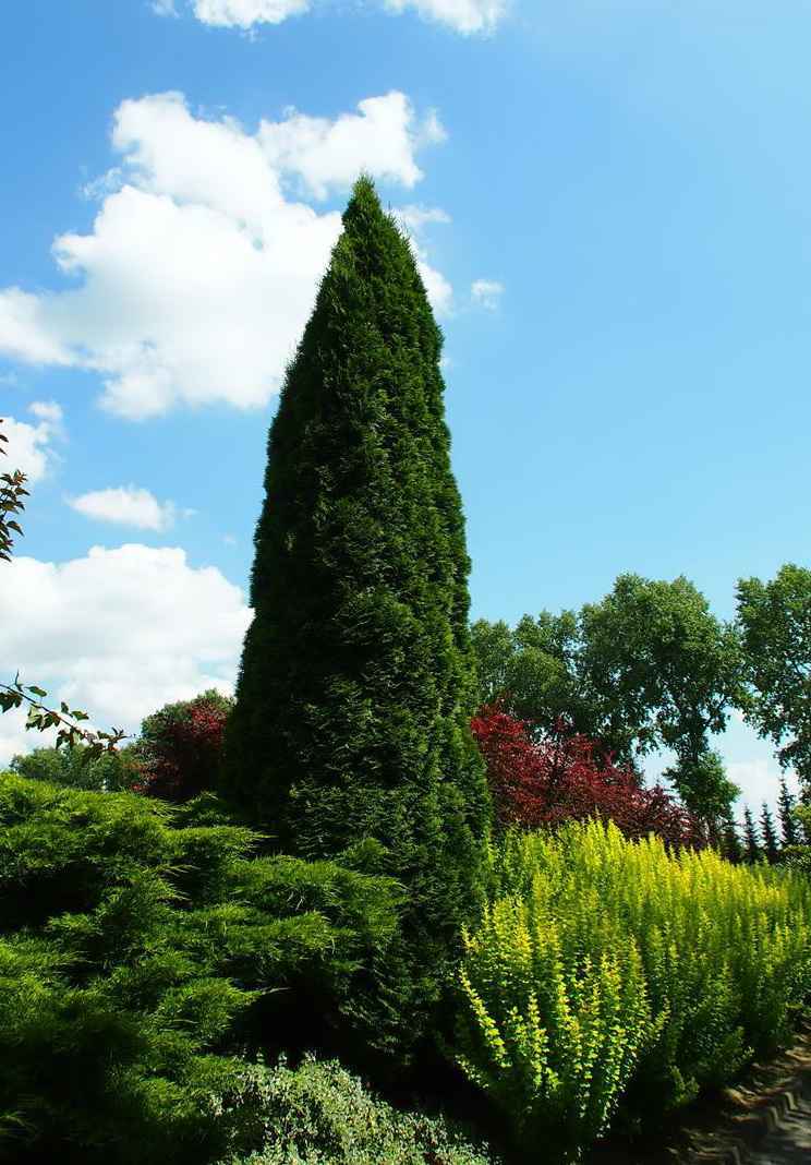 Купить туя западная holmstrup деревья и растения
