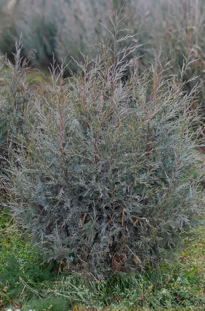 Купить можжевельник скальный pathfinder деревья и растения