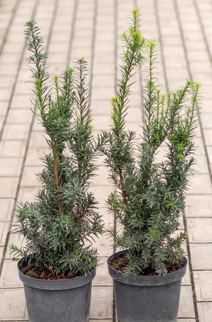 Купить тис средний hicksii деревья и растения