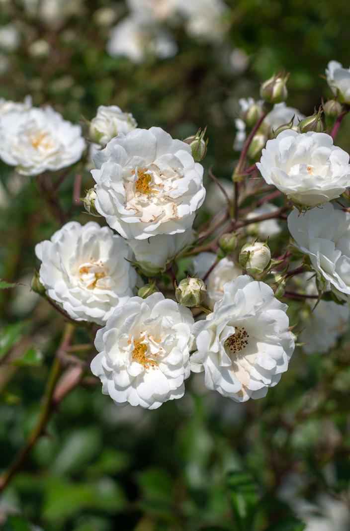 саженцы Роза миниатюрная White