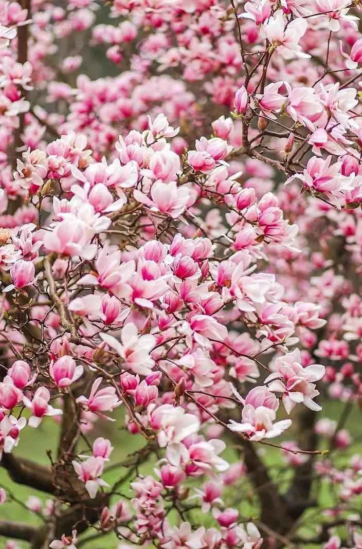 Саженцы магнолия heaven scent