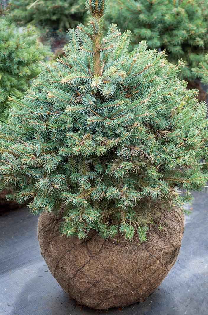 Купить ель колючая kaibab деревья и растения