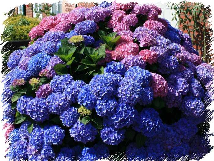 саженцы Гортензия крупнолистная Bouquet Rose