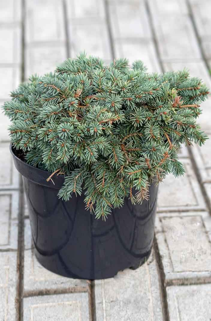 Купить ель колючая  waldbrunn деревья и растения