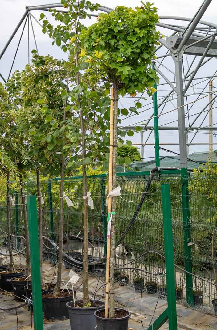 Саженцы дуб болотный green dwarf