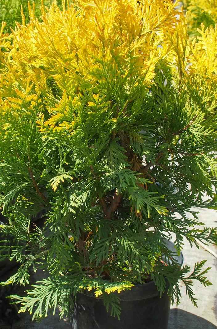 Купить туя западная europe gold деревья и растения