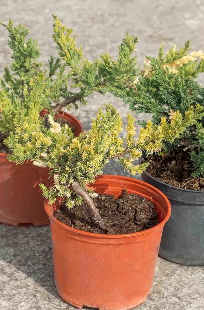 Купить можжевельник китайский expansa variegata деревья и растения