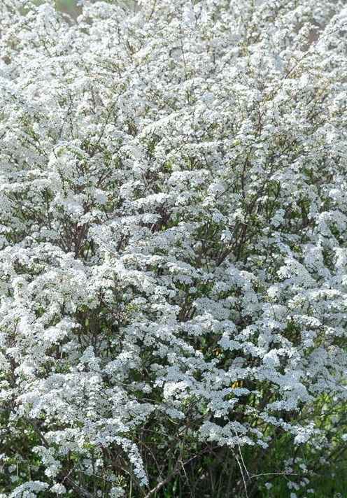 саженцы Спирея серая Grefsheim