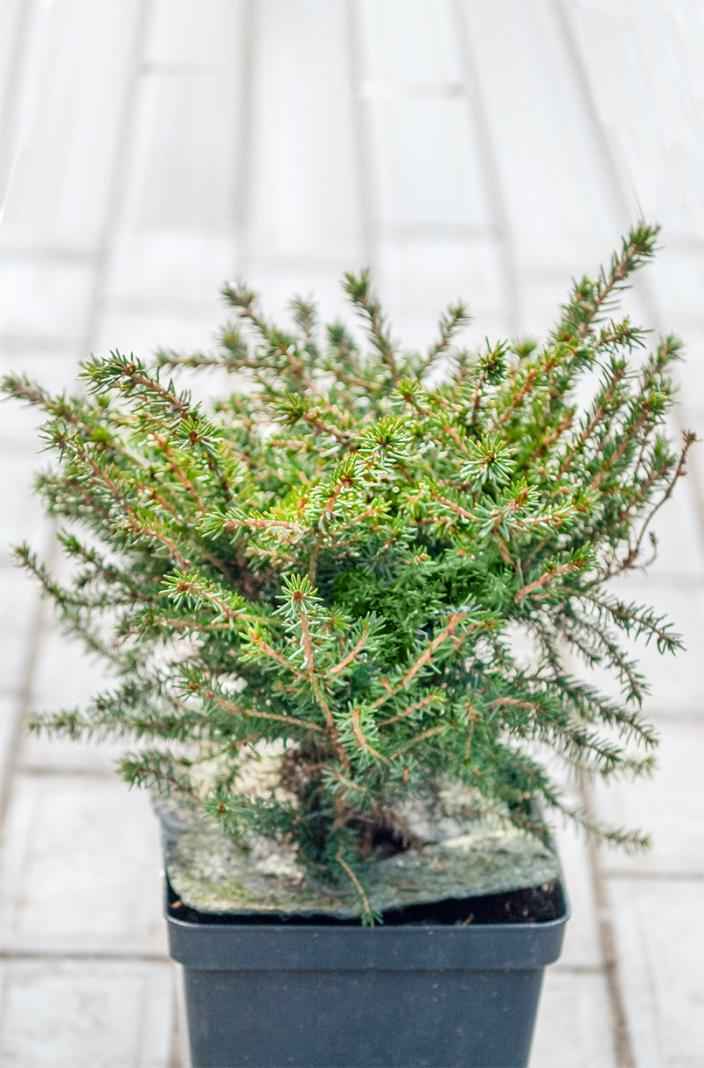 Купить ель обыкновенная nidiformis деревья и растения