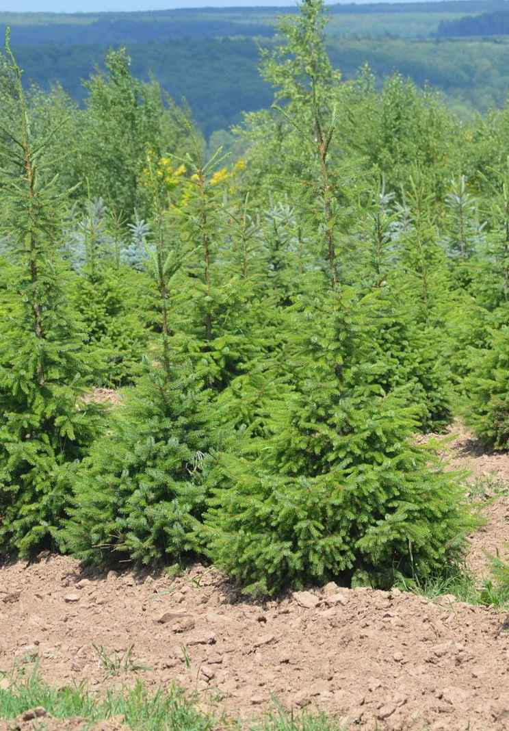 Купить ель сербская деревья и растения