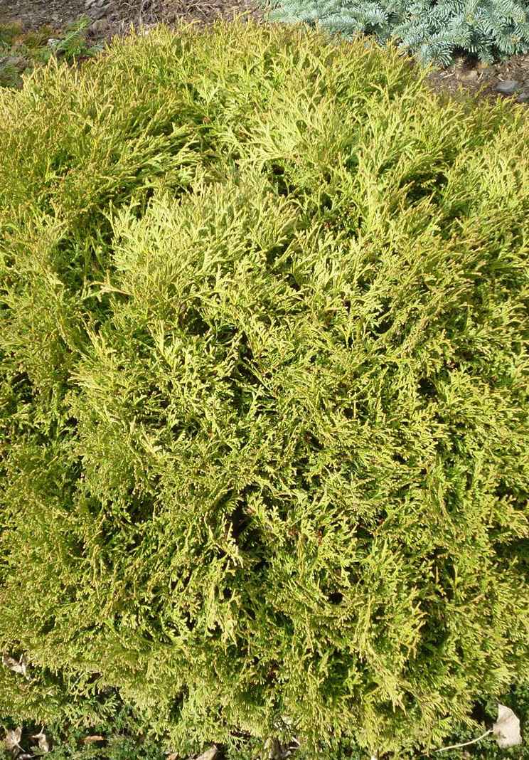 Купить туя западная hoseri деревья и растения