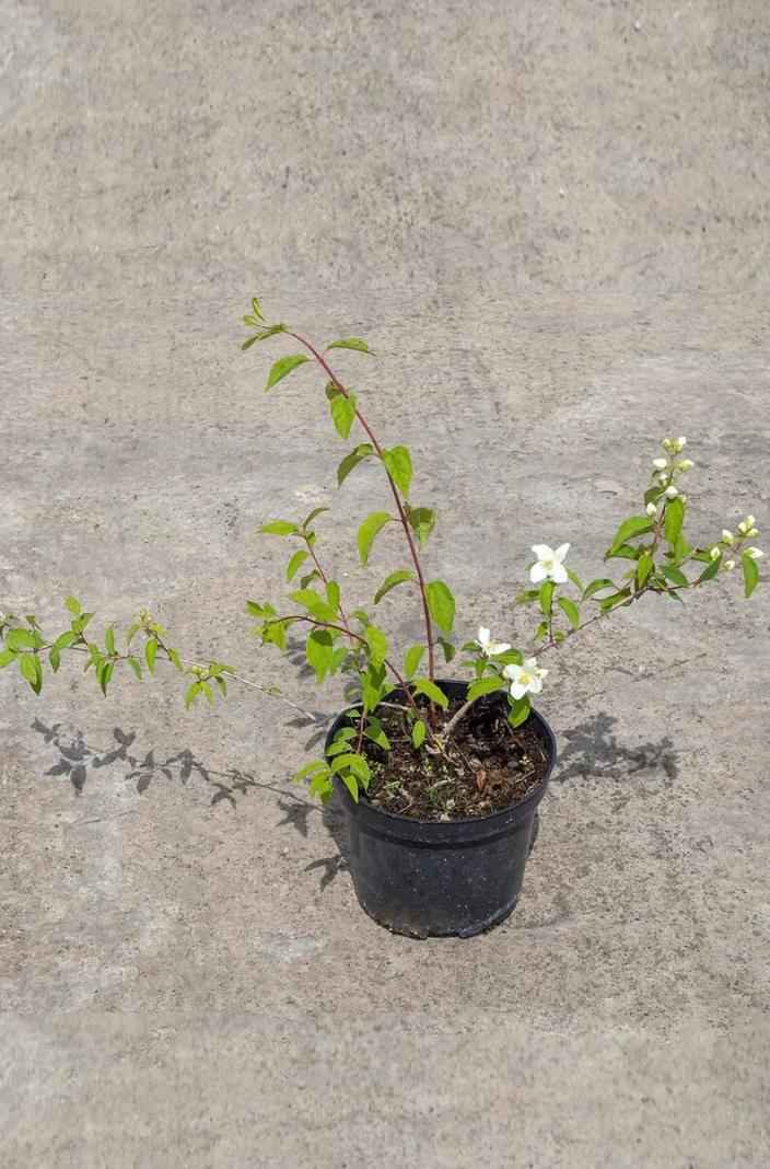 саженцы Чубушник Льюиса Waterton