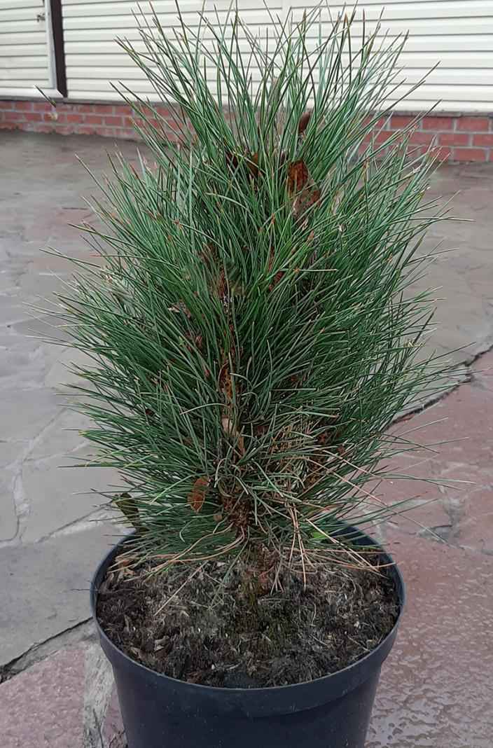 Купить сосна черная green tower деревья и растения