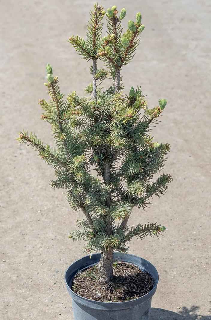 Купить ель колючая iseli fastigiata деревья и растения