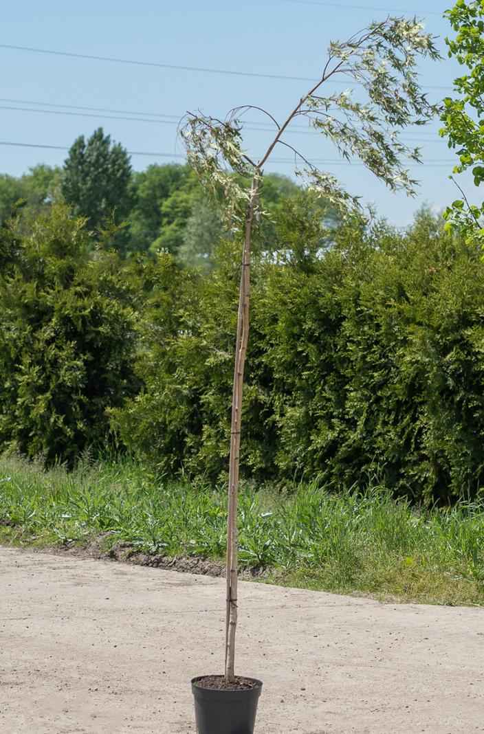 Саженцы берёза бородавчатая gracilis