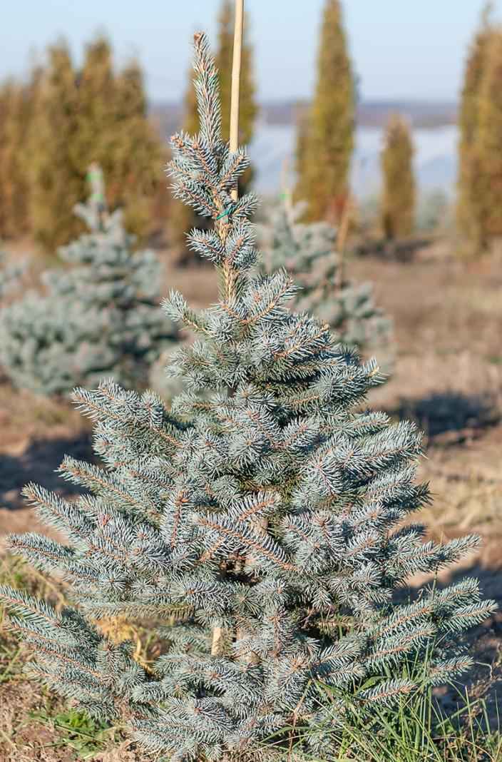 Купить ель колючая fat albert деревья и растения