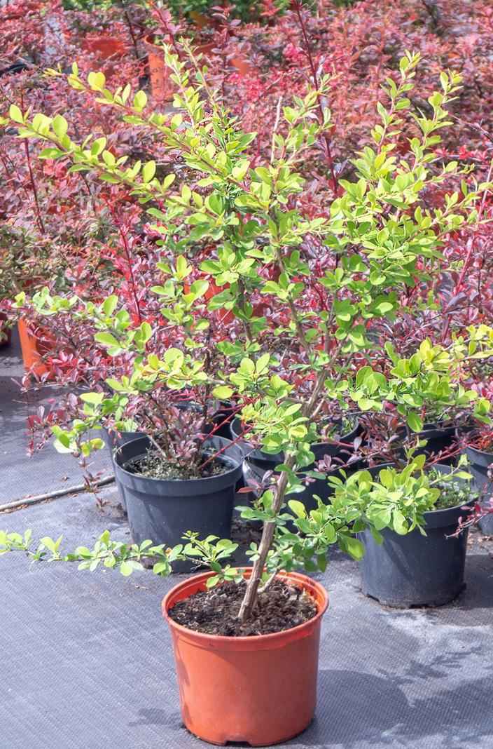 саженцы Барбарис Indian Summer