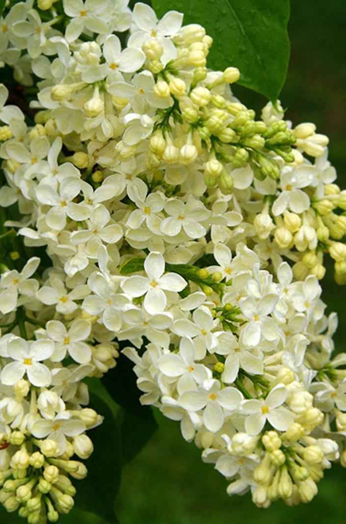 саженцы Сирень обыкновенная Primrose