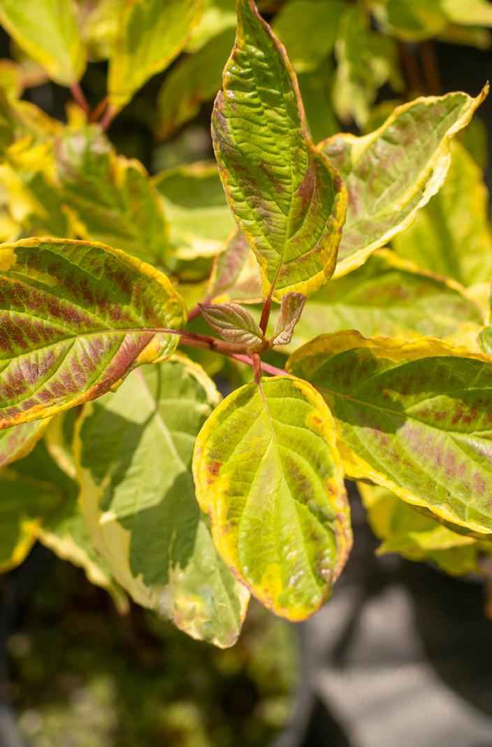 саженцы Дерен белый Spaethii