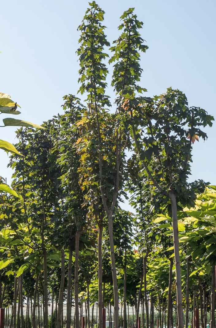 Саженцы клён остролистный globosum