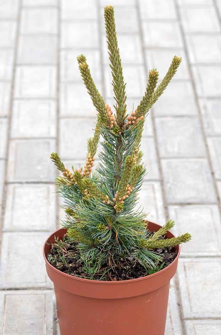 Купить сосна мелкоцветковая fukai деревья и растения