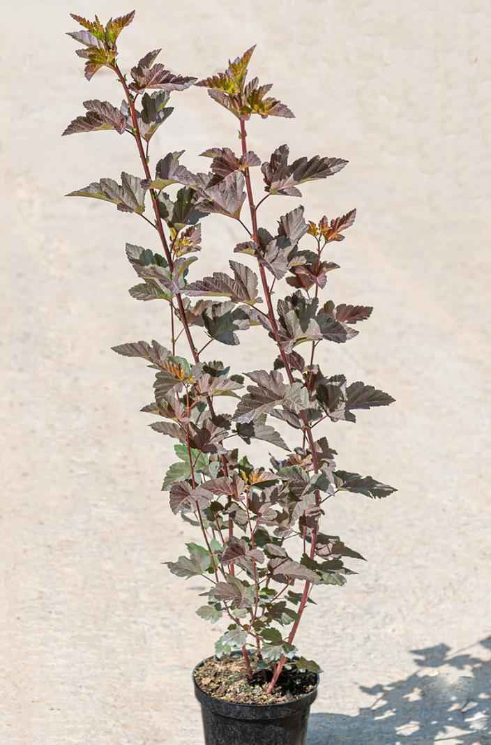 саженцы Пузыреплодник калинолистный Diabolo