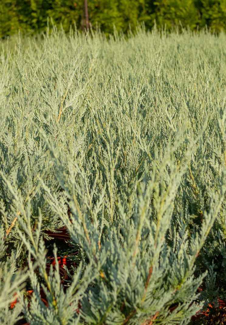 Купить можжевельник скальный wichita blue деревья и растения