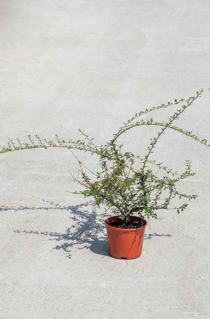 саженцы Кизильник гибридный Skogholm