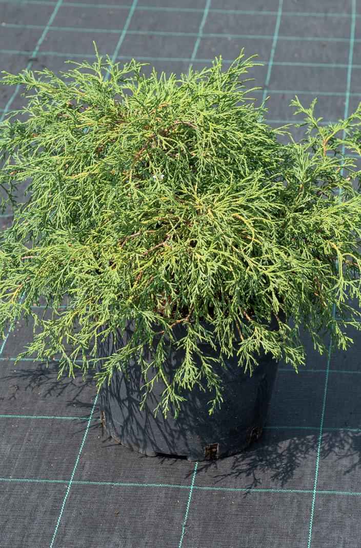 Купить кипарисовик горохоплодный filifera nana деревья и растения