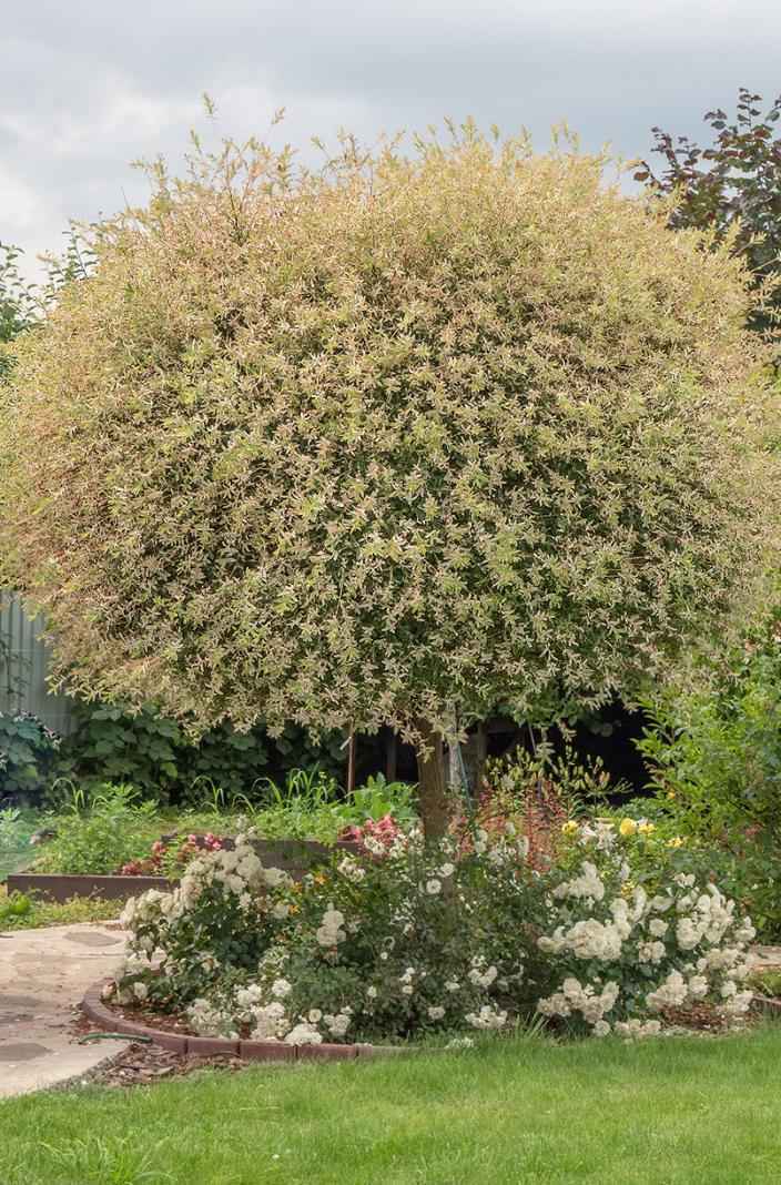 саженцы Ива цельнолистная Hakuro-nishiki (Albovariegata)