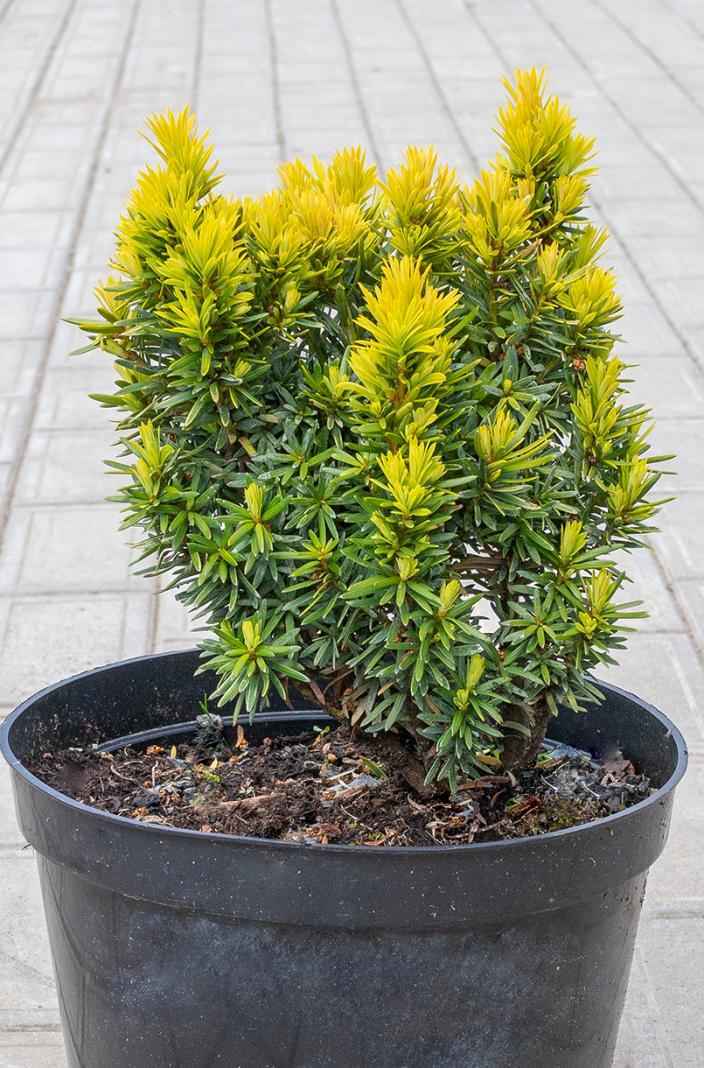 Купить тис ягодный summergold деревья и растения