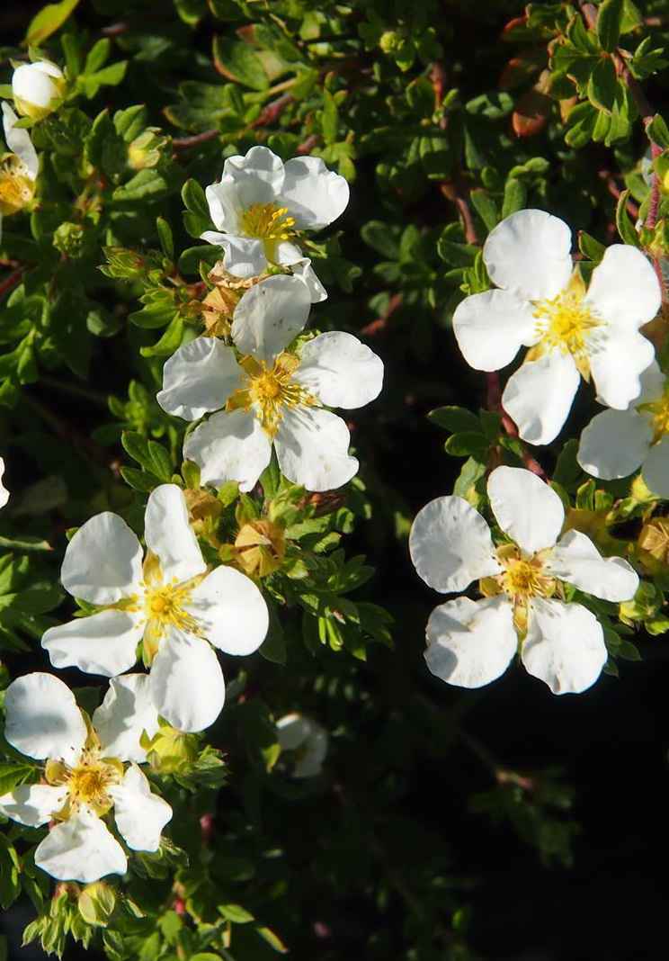 саженцы Лапчатка кустарниковая Abbotswood