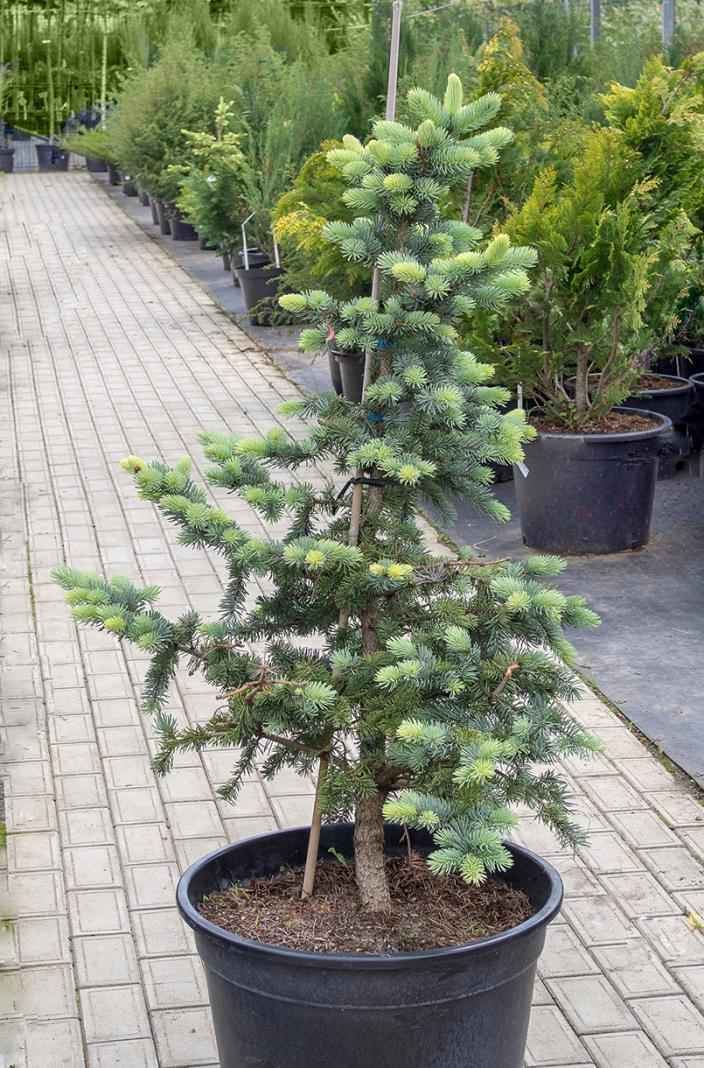 Купить ель колючая  blue trinket деревья и растения