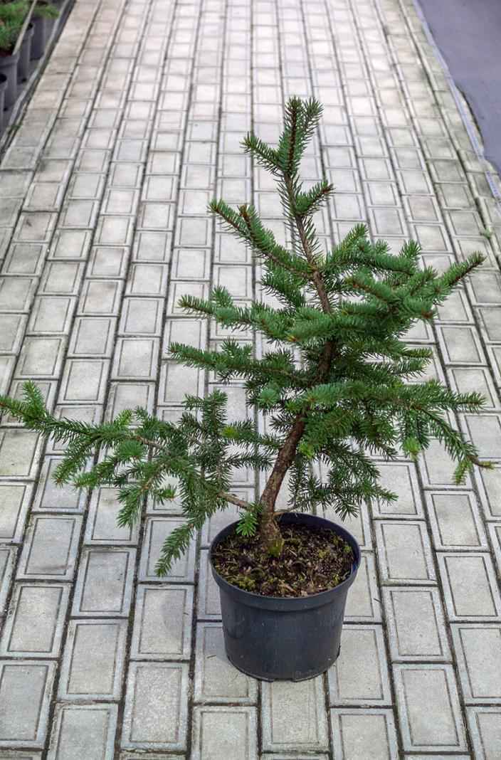 Купить ель колючая maigold деревья и растения