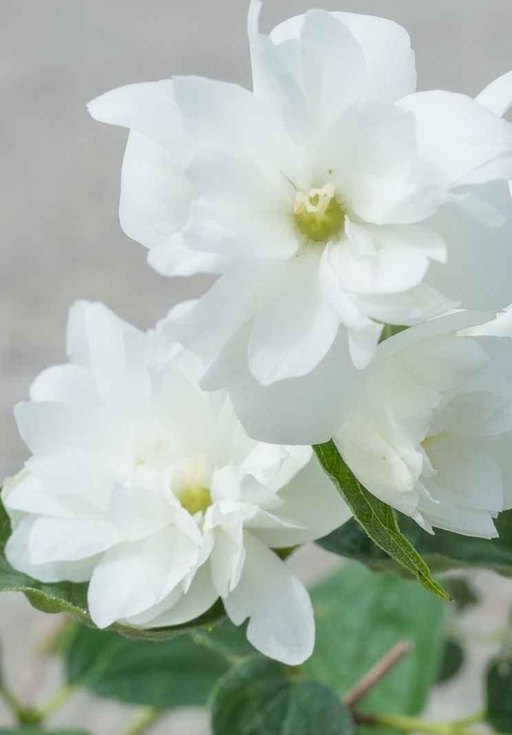 саженцы Чубушник Bialy Karzel