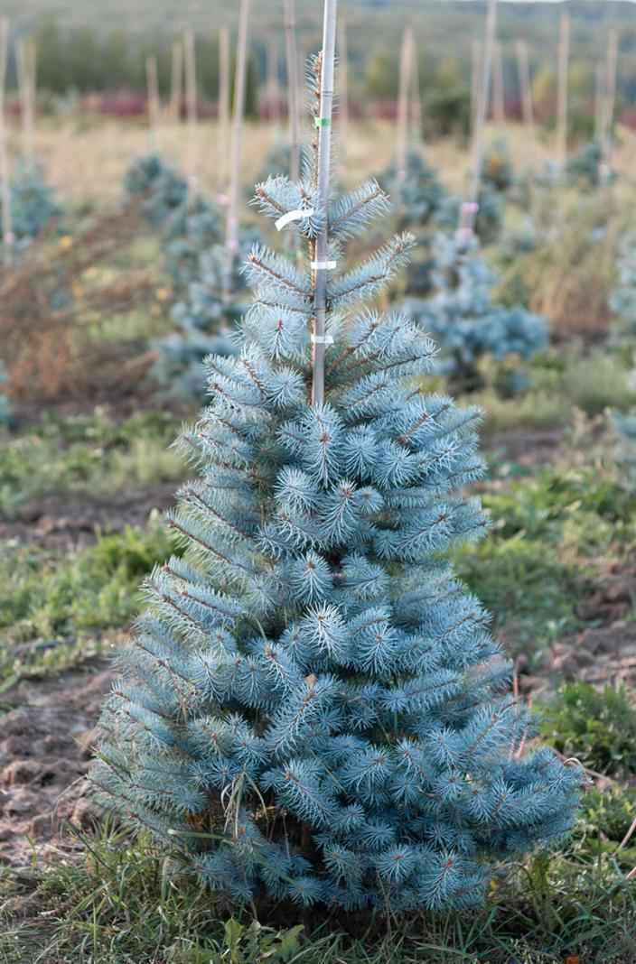 Купить ель колючая edith (edit) деревья и растения