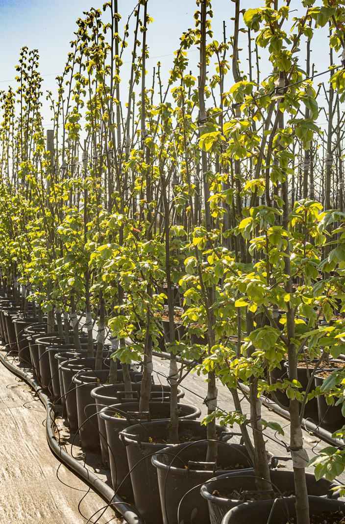 Саженцы липа войлочная brabant