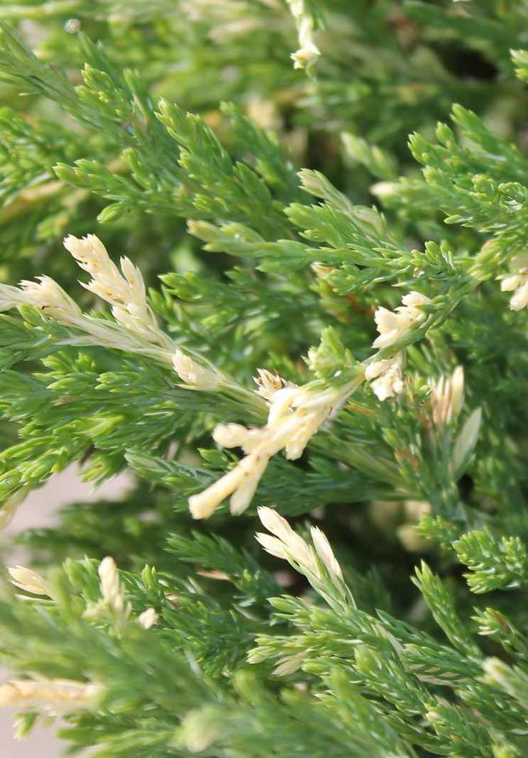 Купить можжевельник горизонтальный andorra variegata деревья и растения