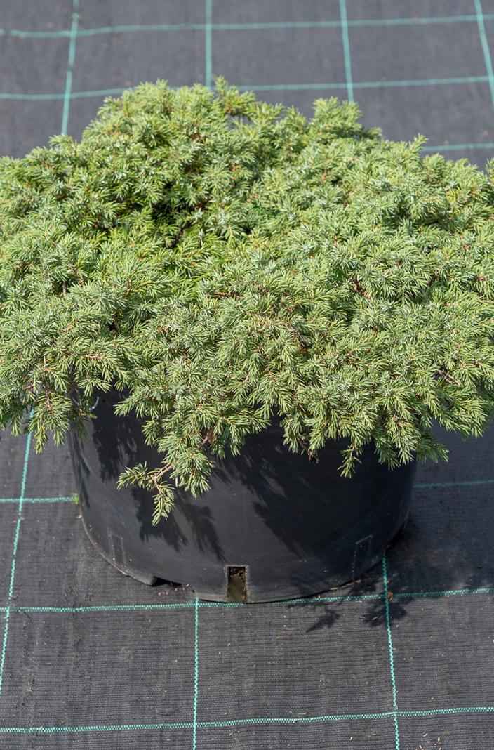 Купить можжевельник обыкновенный repanda деревья и растения