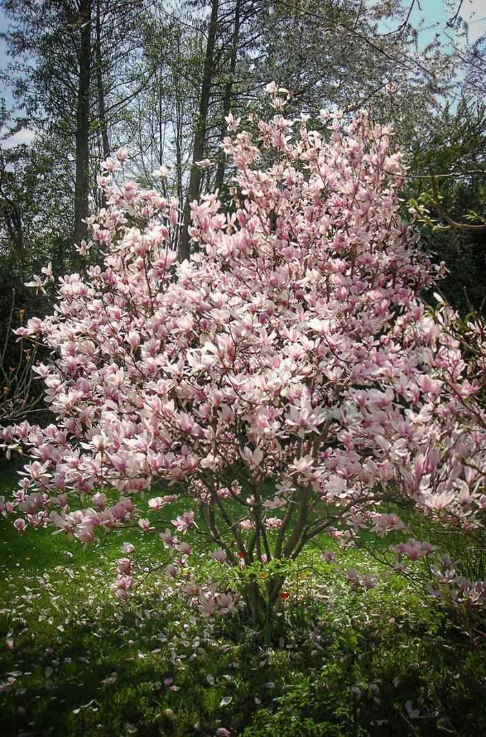 Саженцы магнолия x soulangeana alexandrina