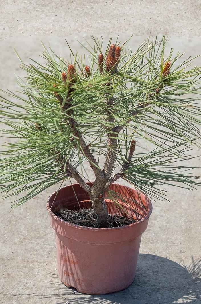 Купить сосна джеффри joppi деревья и растения