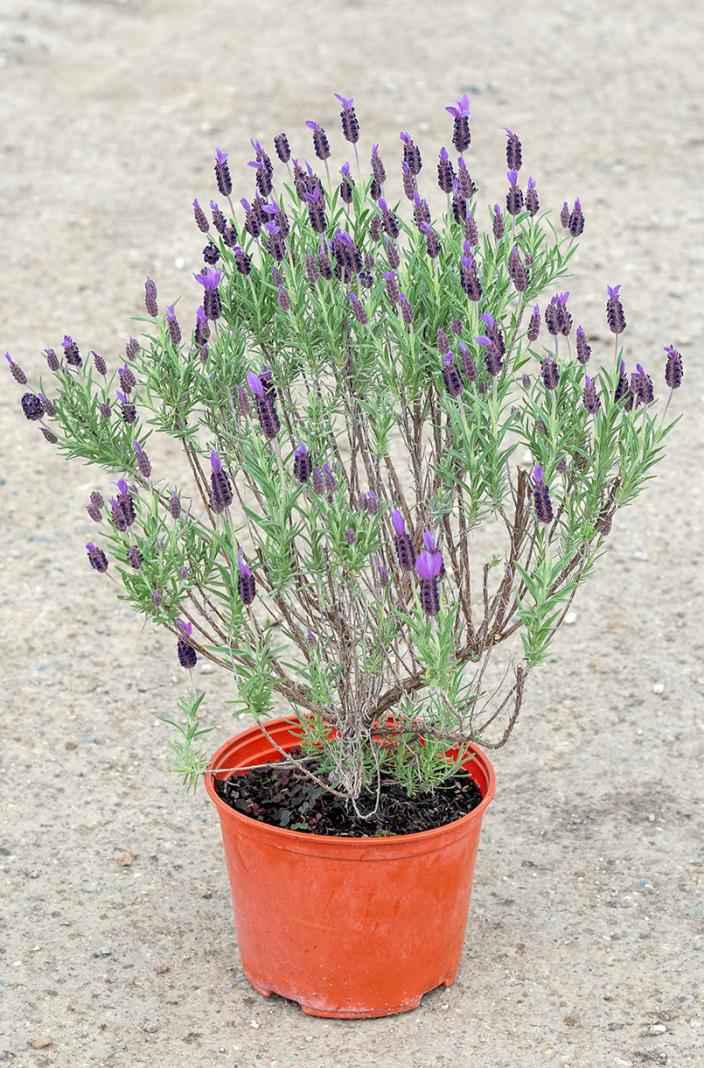 саженцы Лаванда узколистная  Victory