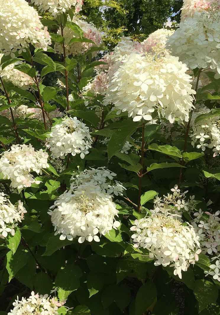 саженцы Гортензия метельчатая Phantom