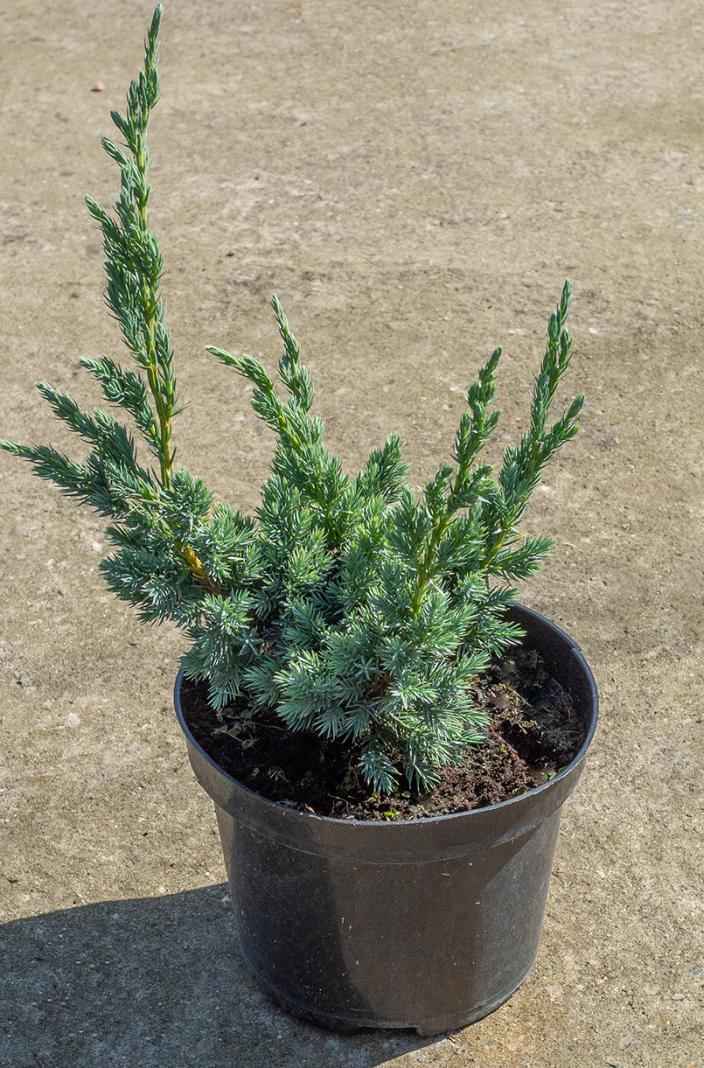 Купить можжевельник чешуйчатый meyeri деревья и растения