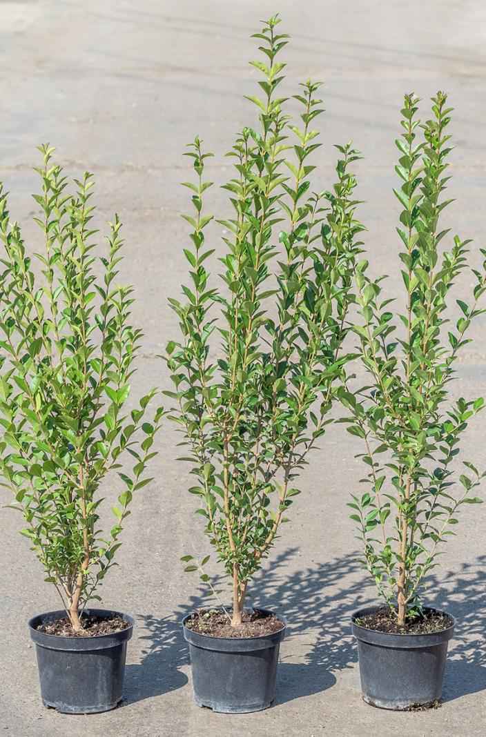 саженцы Бирючина обыкновенная