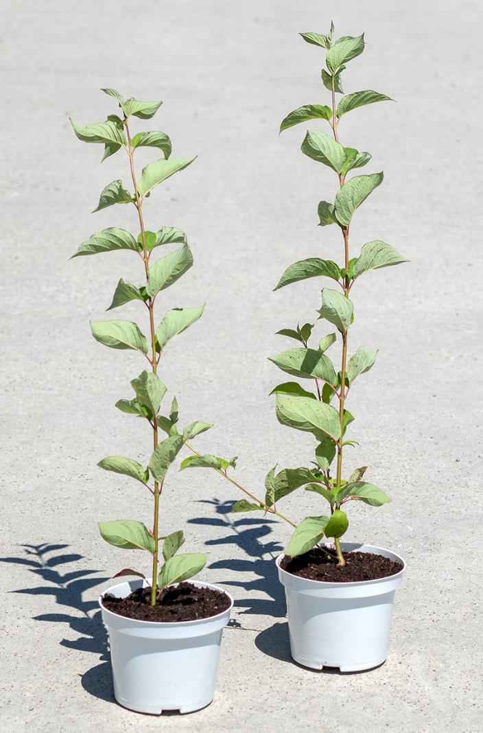 саженцы Дерен белый Sibirica