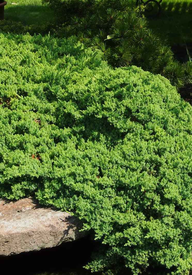 Купить можжевельник лежачий nana деревья и растения
