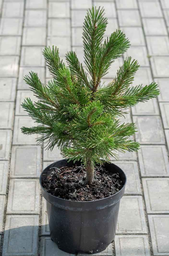 Купить сосна горная ophir деревья и растения