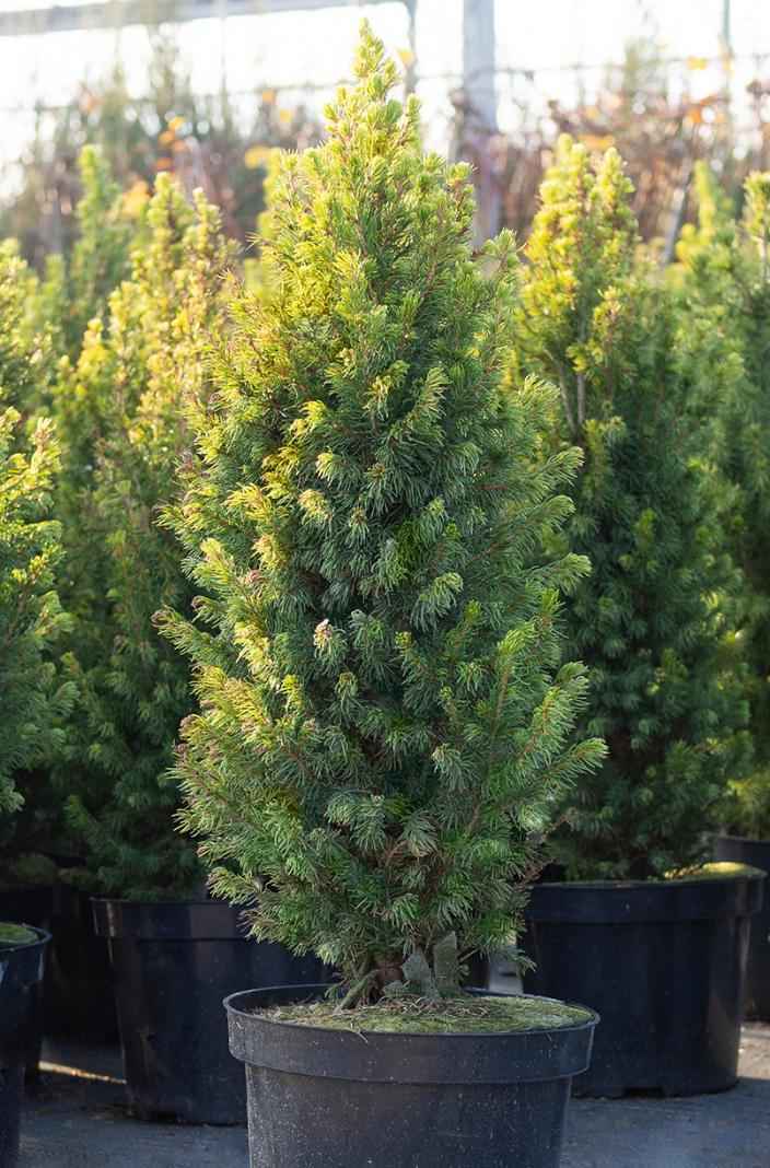 Купить ель канадская rainbow's end деревья и растения